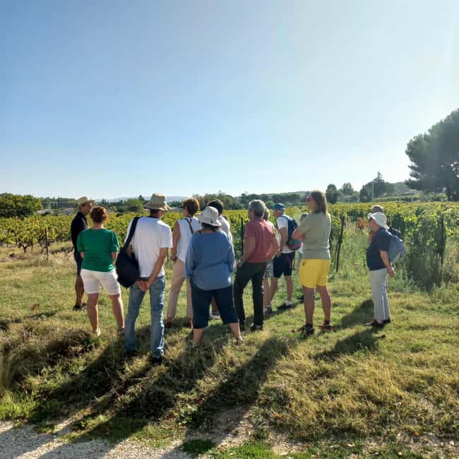 Saint-Didier: visit a vineyard & taste organic wines - Who this tour suits best in Saint-Didier