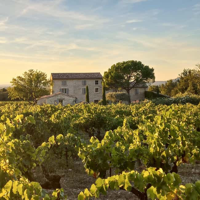 Saint-Didier: visit a vineyard & taste organic wines - Price and timing: is it good value for 90 minutes?