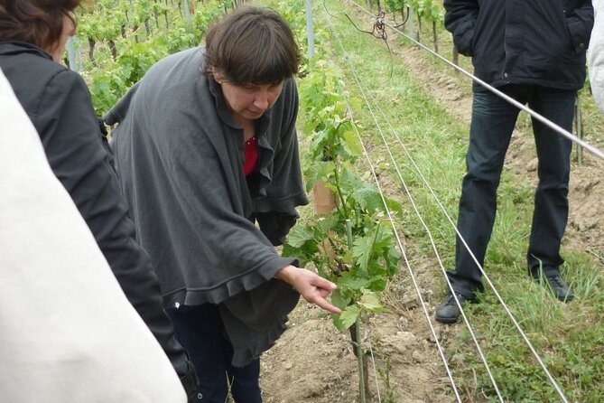 Saint-Émilion: 2 hours - Visit of the vineyard, the cellar and tasting - Who should book Château Haute-Nauve and who might want something else