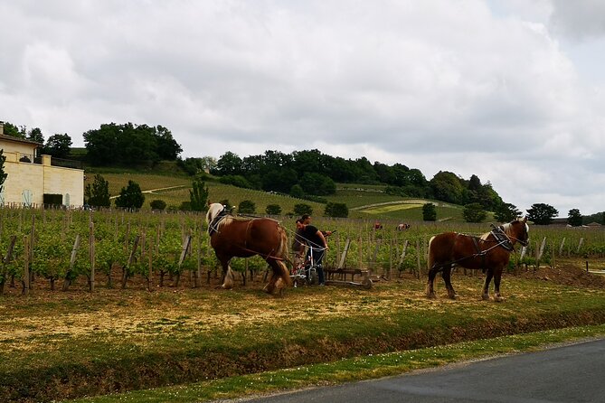 Saint Emilion Half-Day Trip with Wine Tasting & Winery Visit from Bordeaux - The 8-seat minivan ride: comfortable, but it eats time