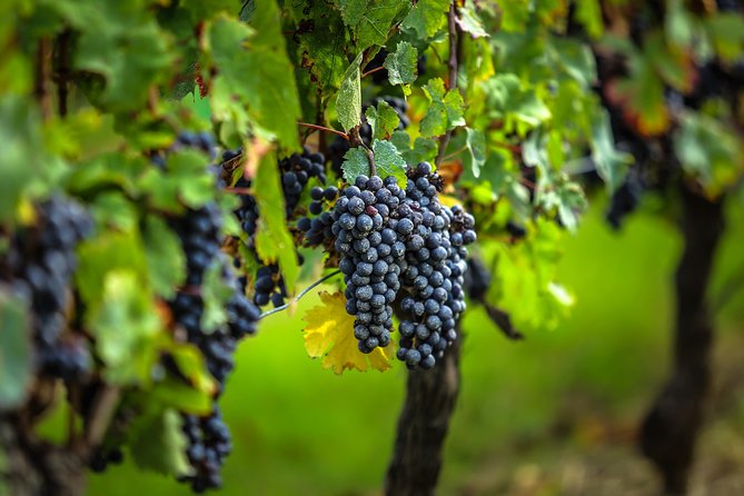 Saint Emilion Half-Day Trip with Wine Tasting & Winery Visit from Bordeaux - Château visit and red wine tasting: what you’re paying for