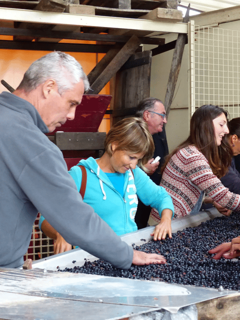Saint-Emilion : Tasting of 4 wines in a family vineyard - Price and value: $10 for four glasses, led by the people who grow the grapes