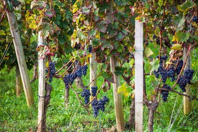 Saint-Émilion Wine Tour: Winery and Village - Which Guides Make the Difference?
