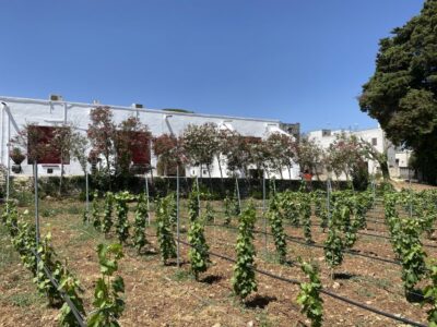 Salento Wine Tradition: Historic Cellar Visit & Tasting - Getting There in Your Own Time (No Pickup Means Planning)