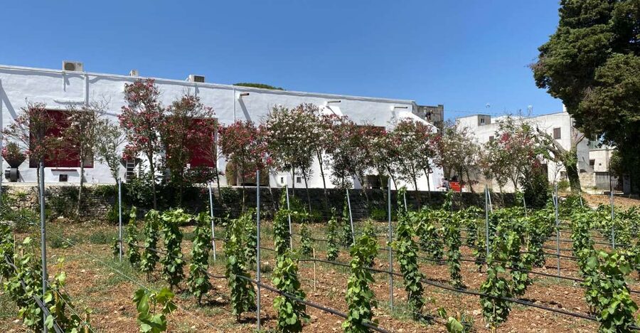 Salento Wine Tradition: Historic Cellar Visit & Tasting - Timing and Group Flow: A Tight 1.5 Hours