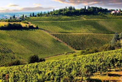 San Gimignano and a Winery with Light Lunch from Pisa - San Gimignano: what you should do with two hours of free time