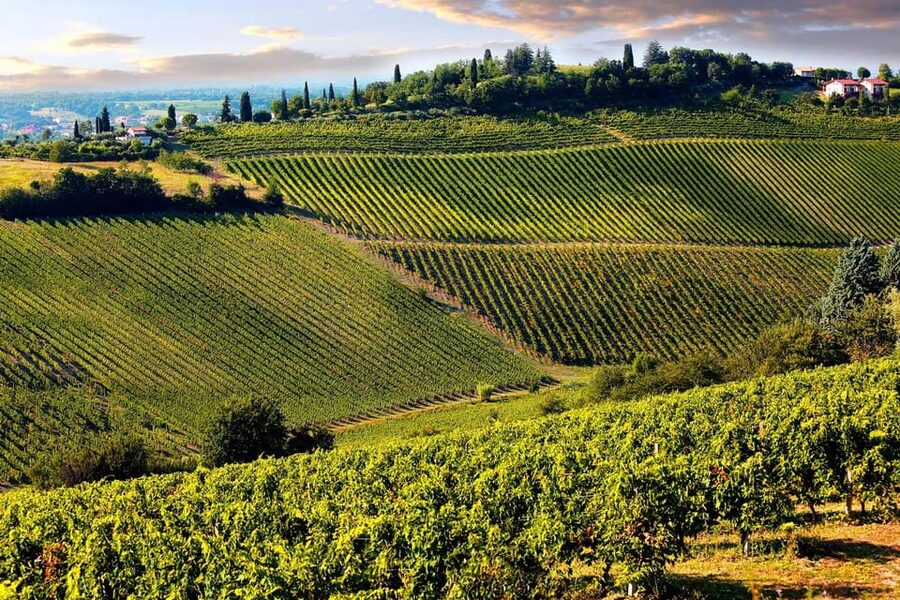 San Gimignano and a Winery with Light Lunch from Pisa - San Gimignano: what you should do with two hours of free time