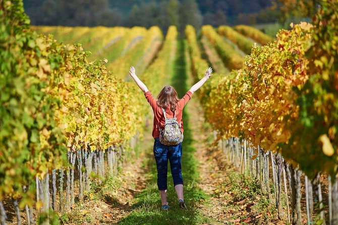 San Gimignano and Winery Experience with Lunch from Livorno - Transport and port pickup: why this is built for cruise days