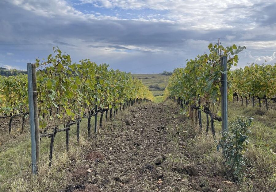 San Gimignano: Vineyard and Cellar Tour with Wine Tasting - Food Pairings That Make the Wines Easier to Understand