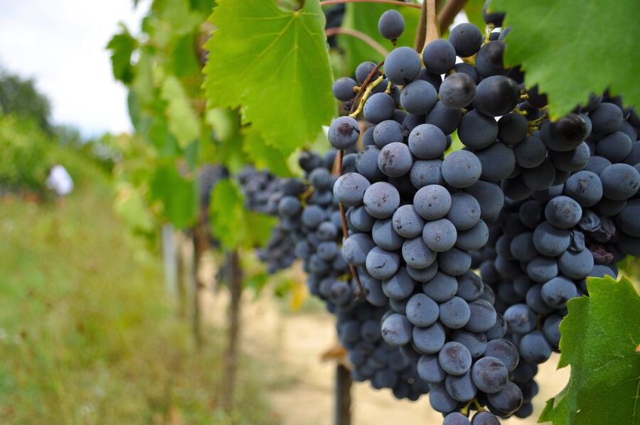 San Gimignano: Vineyard and Cellar Tour with Wine Tasting - Price and Value: What $53 Covers for a 1.5-Hour Wine Lesson