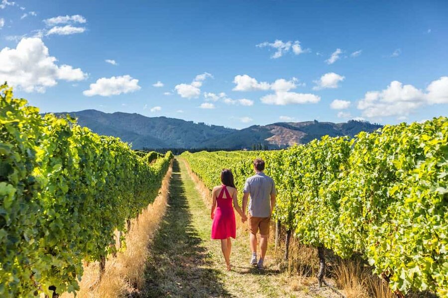 San Gimignano: Vineyard Walk with Wine Tasting in winery - Key highlights worth caring about