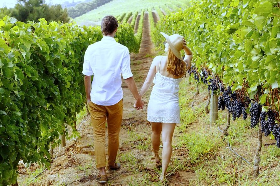 San Gimignano: Vineyard Walk with Wine Tasting in winery - The 1.5-hour walk: green rows, first lessons, and how wine begins