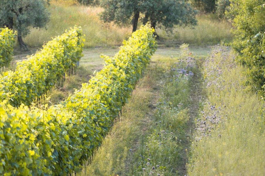 San Gimignano: Wine and Food Tasting in a Family Winery - Price and Value: What $106 Buys in Three Hours