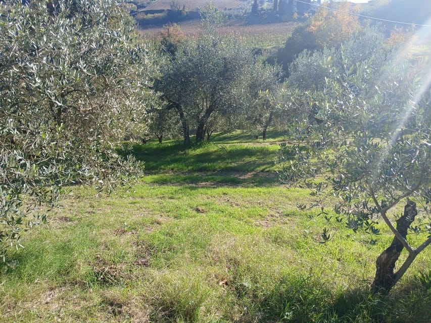 San Gimignano: Winery Visit with Picnic in Olive Grove - A Tuscan olive grove picnic tied to Chianti and Vernaccia