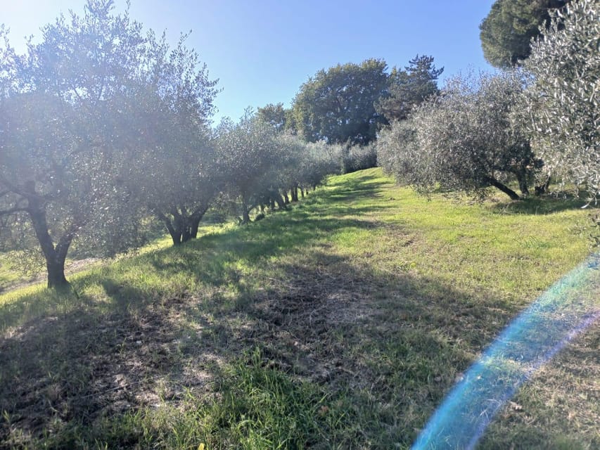 San Gimignano: Winery Visit with Picnic in Olive Grove - The picnic basket setup: wine, pappa al pomodoro, and a blanket