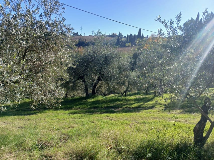 San Gimignano: Winery Visit with Picnic in Olive Grove - Olive grove walking: the part that makes it feel truly local