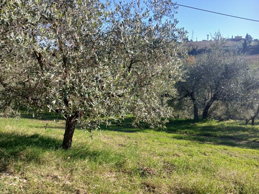 San Gimignano: Winery Visit with Picnic in Olive Grove - Who should book this olive grove winery picnic?
