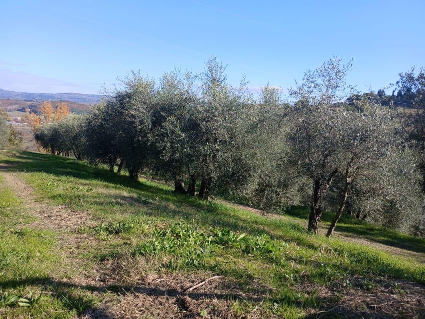 San Gimignano: Winery Visit with Picnic in Olive Grove - Should you book San Gimignano: Winery Visit with Picnic in Olive Grove?