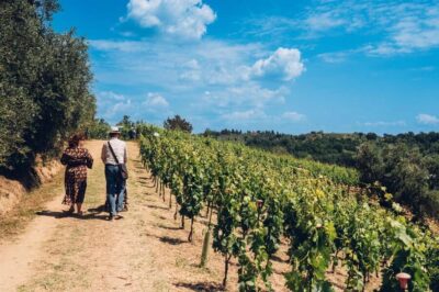 San Miniato: Organic Wine Tour & Tasting at a Family-Winery - Walking the Organic Farm: What the Vineyard Tour Teaches