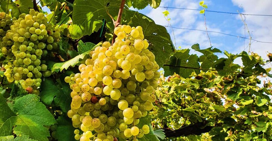 San Pietro di Feletto: Vineyard Tour with Cellar Visit - The Hilltop UNESCO-Style Panorama: 360 Degrees With Real Place Names