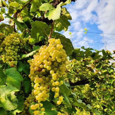 San Pietro di Feletto: Vineyard Tour with Cellar Visit - The Vineyard Walk: Centenary Vines and Paths You Actually Get To