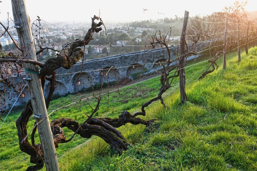 San Pietro di Feletto: Vineyard Tour with Cellar Visit - Should You Book San Pietro di Feletto’s ManiSagge Vineyard Tour?