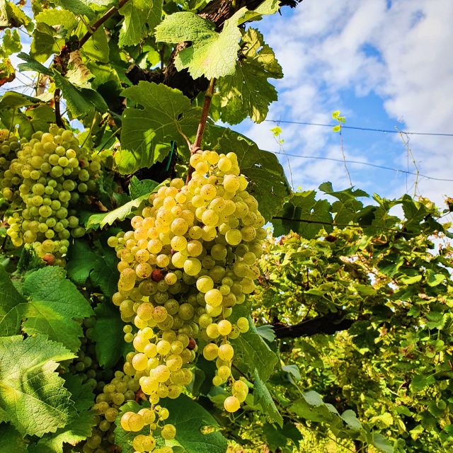 San Pietro di Feletto: Vineyard Tour with Cellar Visit - The Vineyard Walk: Centenary Vines and Paths You Actually Get To