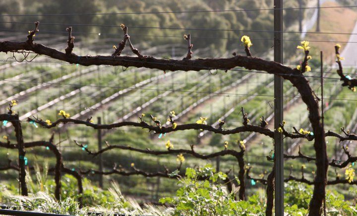 Santa Barbara: 3-Winery Tour Includes Tastings & Lunch inSYV - Stop 1: what the drive sets up (and what to watch for)