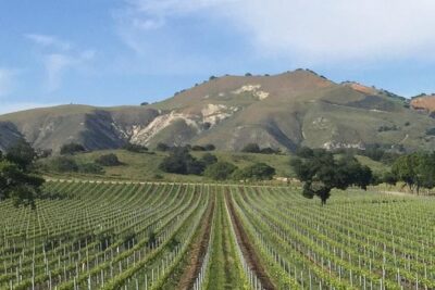 Santa Barbara's Original Afternoon Winery Tour - Price and value: why $223.89 can make sense
