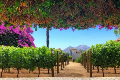 Santa Rita Vineyard Tour: History, Wine, and Outdoor Picnic - Santa Rita vineyard and cellars: what you actually learn