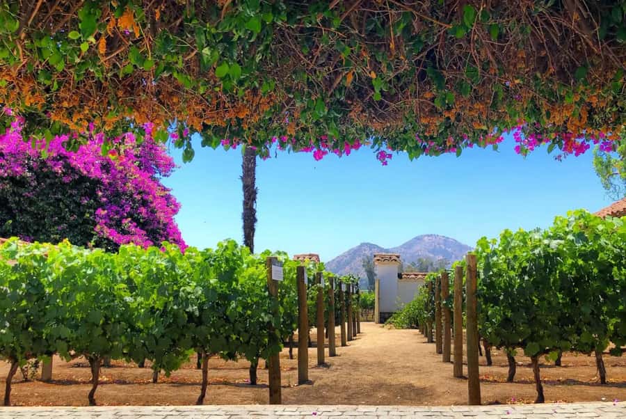 Santa Rita Vineyard Tour: History, Wine, and Outdoor Picnic - Santa Rita vineyard and cellars: what you actually learn