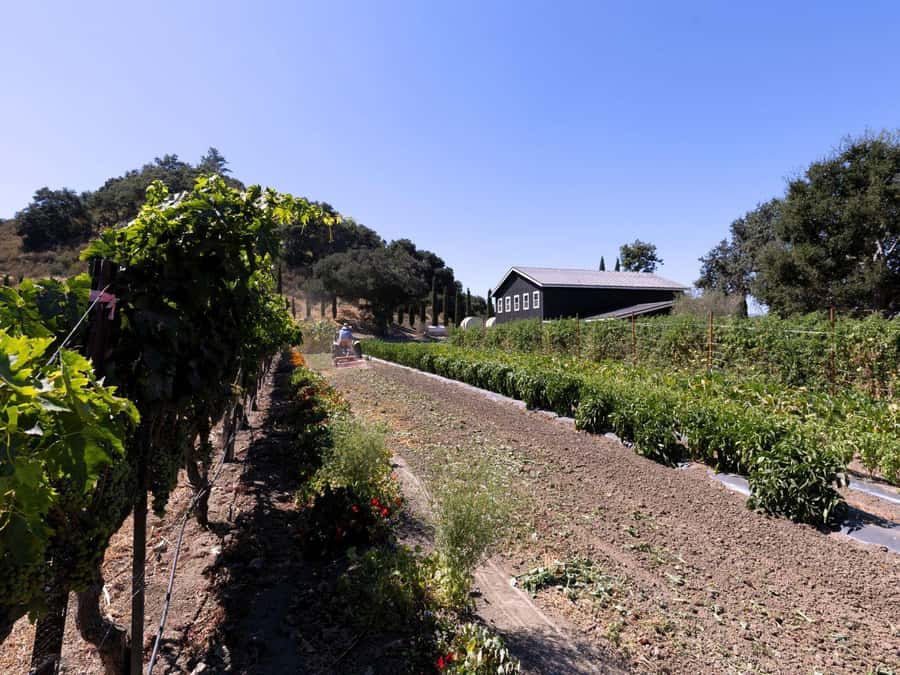 Santa Ynez: 3-Winery Tour Includes Tastings and Lunch - Stop-by-stop: how the day flows (and why timing matters)