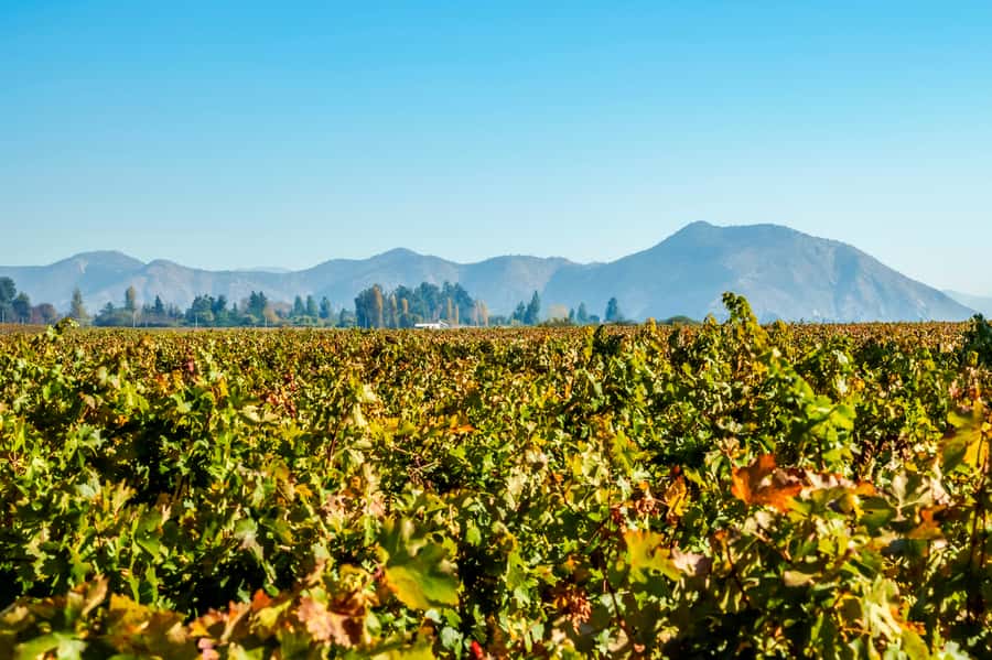 Santiago: Concha y Toro Winery 4–Hour Tour & Sommelier Class - Casillero del Diablo cellar: where the story becomes part of the tasting
