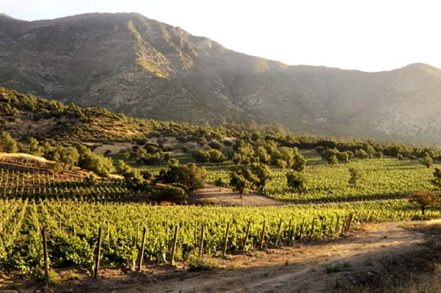 Santiago: Concha y Toro Winery 4–Hour Tour & Sommelier Class - 3 tastings first, then 4 premium brands with a sommelier and cheese