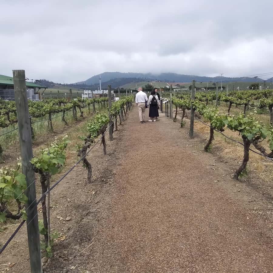 Santiago: Cousiño Macul Vineyard Premium Tasting Tour - The Gift Glass and the Shop Time That Doesn’t Feel Pushy