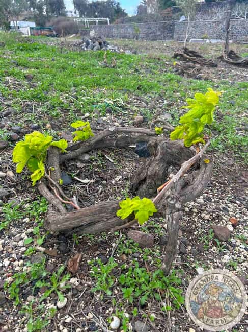 Santorini: Farm and Winery Guided Tour - Vineyards and Assyrtiko: how the kouloura method shapes the grape