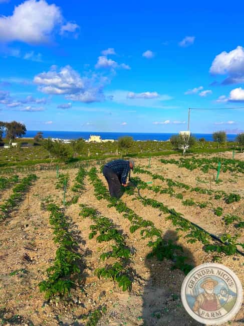 Santorini: Farm and Winery Guided Tour - Price value: what $94 per person buys you