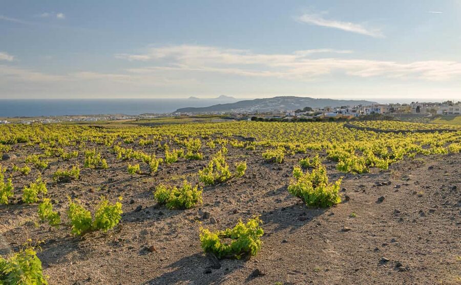 Santorini: Through the Grapevine Tour Winery Tasting Tour - Stop 2: learning how each vineyard’s style comes through