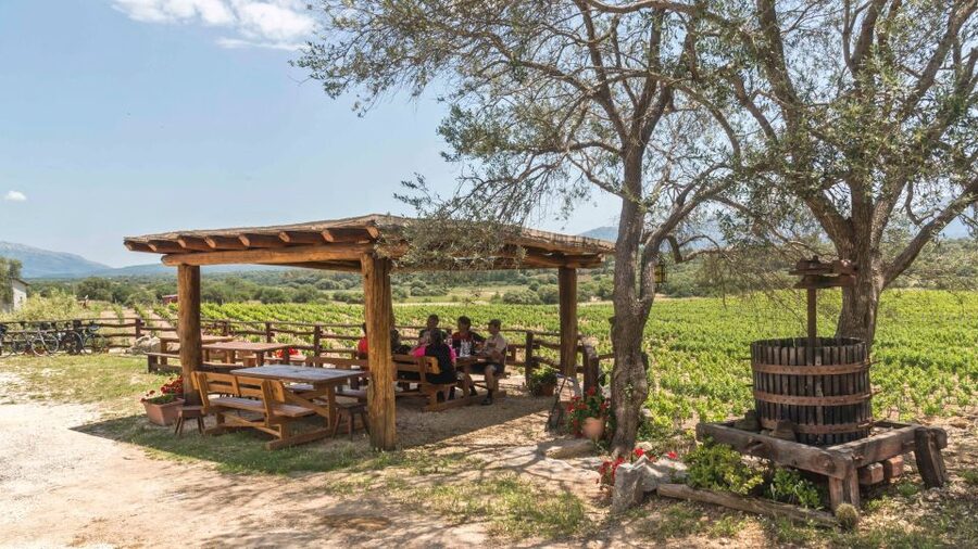 Sardinia: Dorgali Winery Tour with Tasting and Local Guide - Finding the Dorgali winery at the end of a dirt road