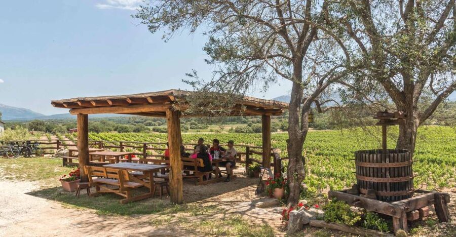 Sardinia: Dorgali Winery Tour with Tasting and Local Guide - The tasting lineup: Cannonau and Vermentino, plus olive oil