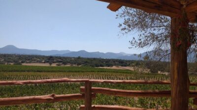 Sardinia: Dorgali Winery Tour with Tasting and Local Guide - Vineyard walk: vineyard rows, winemaking procedures, and a view
