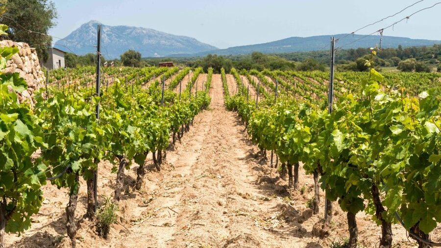 Sardinia: Dorgali Winery Tour with Tasting and Local Guide - The food pairing you should pay attention to