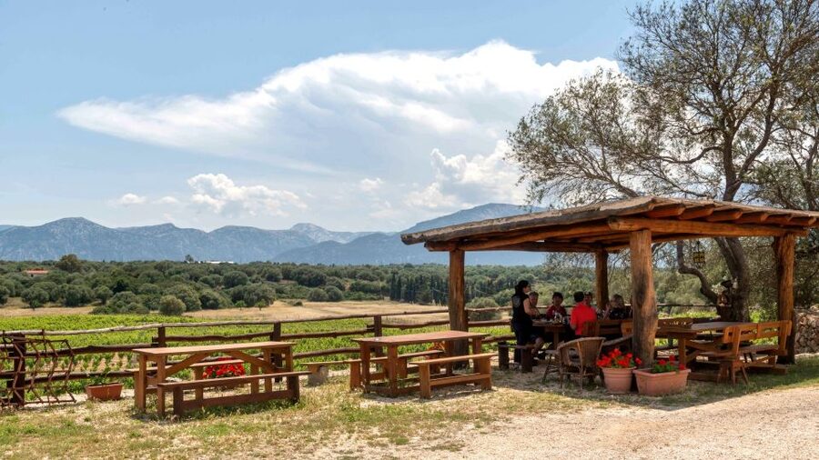 Sardinia: Dorgali Winery Tour with Tasting and Local Guide - The stories behind the flavors: territory, traditions, and what to notice