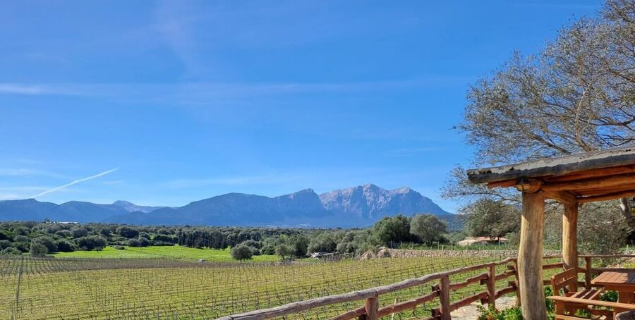 Sardinia: Dorgali Winery Tour with Tasting and Local Guide - Duration and logistics: the pace you should expect