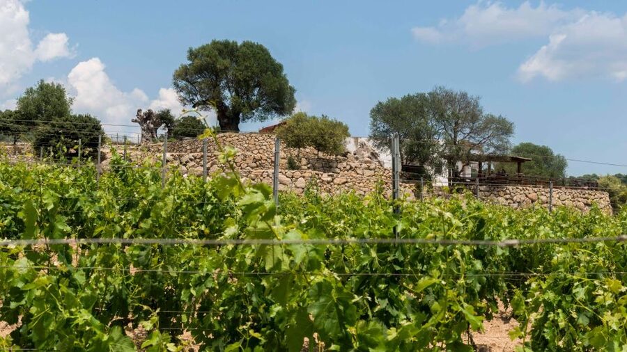 Sardinia: Dorgali Winery Tour with Tasting and Local Guide - Who this tour suits best