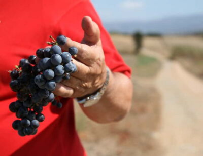 Sardinia: Winery Tour and Wine Tasting Experience - From Grapes to Bottling: The Production Cycle You’ll Walk Through