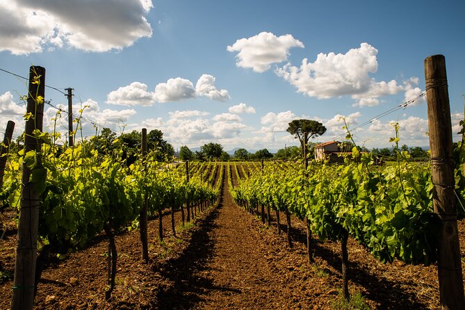 Sella delle Spine Taurasi: Tasting, Vineyard and Cellar Tour - Taurasi on a half-day schedule: where you meet and what to expect