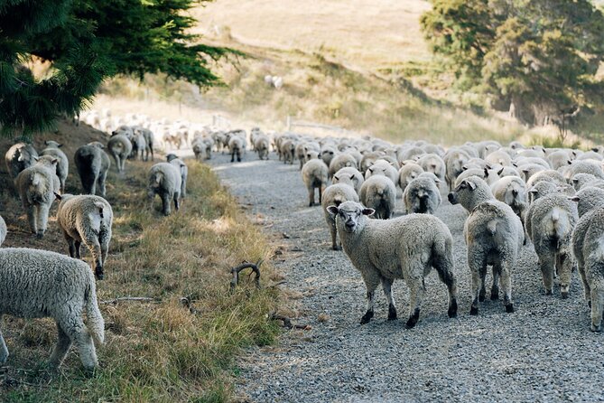 Sheep Farm Day Trip from Christchurch + Lunch and Winery visit. - Who should book this farm + winery day trip