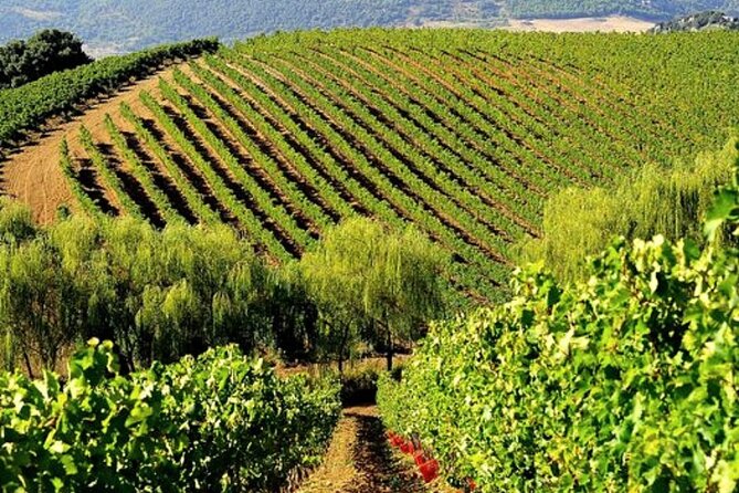 Sicilian Winery Tour with Wine Tasting from Palermo - Key highlights you’ll care about