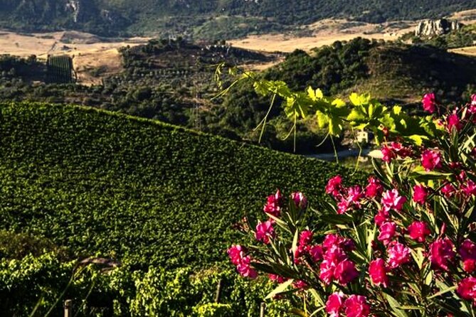 Sicilian Winery Tour with Wine Tasting from Palermo - The tasting lineup: 4 organic wines and a built-in Etna vs Palermo comparison